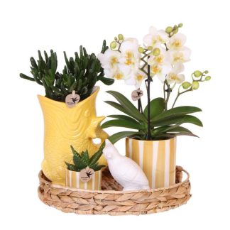Kolibri Company | Gift set Mediterranean Sunset | Plant set with white Phalaenopsis Orchid Lausanne and Succulents incl. ceramic pots