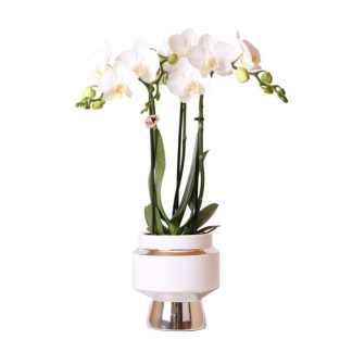 Kolibri Orchids | White Phalaenopsis orchid - Amabilis + Le Chic decorative pot silver - pot size Ø9cm - 40cm high | flowering houseplant in flowerpot - fresh from grower