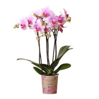 Kolibri Orchids | Pink Phalaenopsis orchid - Mineral Rotterdam - pot size Ø9cm | flowering pot plant - fresh from the breeder
