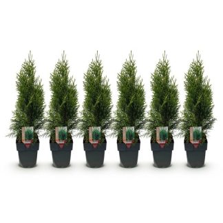 Green boutiQ - Haagplanten - Thuja occidentalis Smaragd - blad groen - 6 planten - 1 strekkende meter - groenblijvend - pot 17cm hoogte 60cm