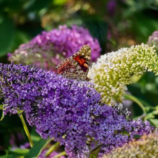 Green boutiQ - Vlinderstruik - Buddleja davidii Tricolour - Bloem Roze , Bianco en Paars - 3 Planten - 1m2 - Bladverliezend - Vlinderlokkend - Pot 17cm Hoogte 30cm