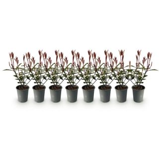Green boutiQ - Haagplanten - Photnia fraseri Carre Rouge - blad rood groen - 8 planten - 1 strekkende meter - groenblijvend - pot 9cm hoogte 30-35cm