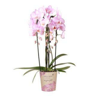 Kolibri Orchids | pink Phalaenopsis orchid - Niagara Fall - pot size Vaso 12cm | flowering houseplant - fresh from the grower