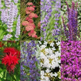 Green boutiQ - Borderpakket - Geurend - 24 Vaste planten - 3 m2 - Diversen kleuren - Weinig Onderhoud - Pot 11cm
