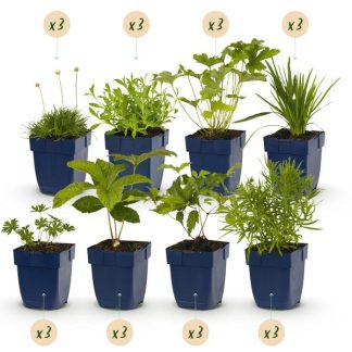 Green boutiQ - Borderpakket - Kleur Bianco - 24 Vaste planten - 3 m2 - Diversen kleuren - Weinig Onderhoud - Pot 11cm
