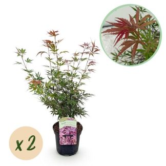 Green boutiQ - Terrasplant - Japanse Esdoorn - Acer palmatum Jerre Swarts - Donker Rood - 2 Planten - Bladverliezend - Pot 19cm Hoogte 70cm