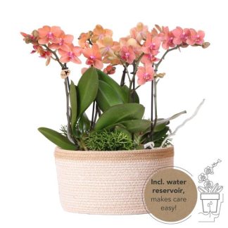 Kolibri Orchids | orange plant set in Cotton Basket incl. water tank | three orange orchids Bolzano 9cm and three green plants | Jungle Bouquet orange Biancoh self-sufficient water tank