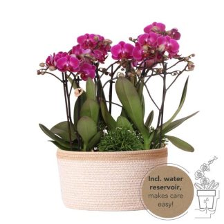 Kolibri Orchids | purple plant set in Cotton Basket incl. water tank | three purple orchids Morelia 9cm and three green plants | Jungle Bouquet purple Biancoh self-sustaining water tank