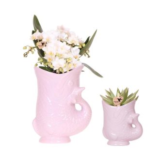 Kolibri Orchids | Set of Bianco Orchid Nazaré and Succulent in Pink Fish Decorative Pot – Pot Size Vaso 9cm & Vaso 6cm | Flowering Indoor Plant – Fresh from the Grower