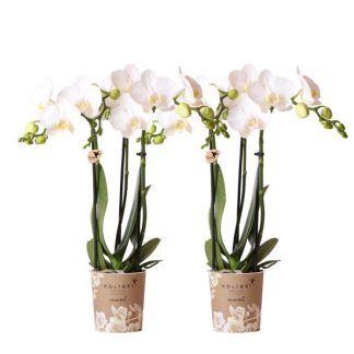 Kolibri Orchids | COMBI DEAL of 2 Bianco Phalaenopsis orchids - Amabilis - pot size Vaso 9cm | flowering houseplant - fresh from the grower