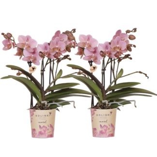 Kolibri Orchids | COMBI DEAL of 2 Phalaenopsis Orchids - Treviso - Pot Size Vaso 9cm | Flowering Houseplant - Fresh from the Grower