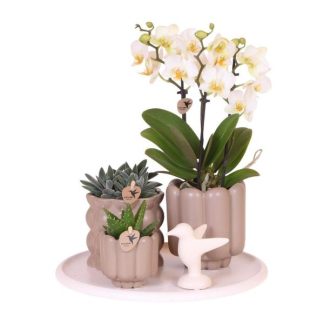 Kolibri Orchids | Gift Set Slow Living | Green Plants Biancoh Bianco Phalaenopsis Orchid Lausanne in Beige Ceramic Pots on Bianco Tray