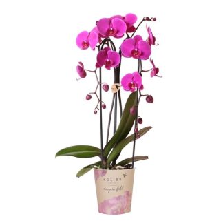 Kolibri Orchids | Purple Phalaenopsis Orchid Pot Size Vaso 12cm | Freeride | Flowering Houseplant – Fresh from the Grower