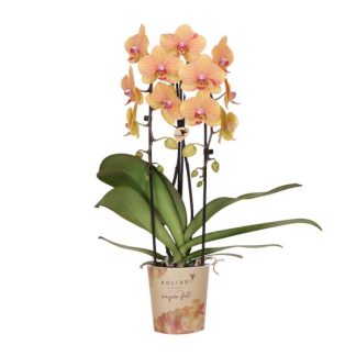 Kolibri Orchids | Orange Phalaenopsis Orchid Pot Size Vaso 12cm | Sunny Bunny | Flowering Houseplant – Fresh from the Grower