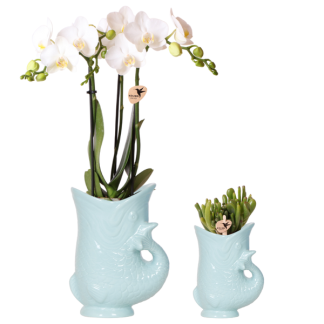 Kolibri Company - Plant Set Fish Turquoise | Set with White Phalaenopsis Orchid Amabilis Ø9cm and Green Succulent Crassula Hobbit Ø6cm | Includes Turquoise Ceramic Decorative Pots