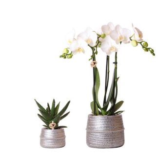 Kolibri Company - Plant set Groove silver | Set with white Phalaenopsis orchid Amabilis Ø9cm and green Succulent Crassula Ovata Ø6cm | incl. silver ceramic ornamental pots