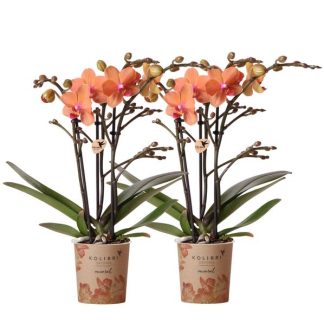Kolibri Orchids | COMBI DEAL of 2 orange Phalaenopsis orchids - Bolzano - pot size Vaso 9cm flowering houseplant - fresh from the grower