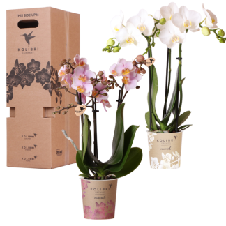 Kolibri Orchids - Surprise Box Mix - Plant Value Box - Surprise Box Biancoh 2 Different Orchids 9cm - Fresh from the Grower