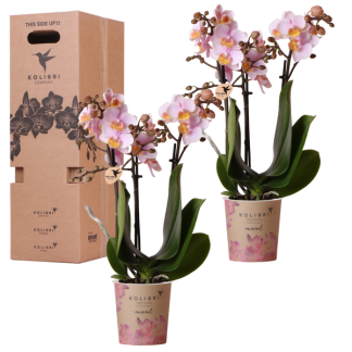 Kolibri Orchids - Single-Color Surprise Box - Plant Value Box - Surprise Box Biancoh 2 Orchids - Fresh from the Grower