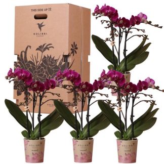 Kolibri Orchids - Surprise box single coloured - plants advantage box - surprise box Biancoh 4 different orchids - fresh from the grower