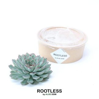 ROOTLESS Succulent Echeveria Pulidonis Vaso 12-14 cm - Altezza 5 cm