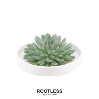 ROOTLESS Succulent Echeveria Pulidonis in bowl 'Bianco' Vaso 20 cm - Altezza 5 cm