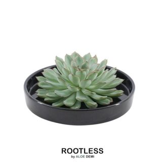 ROOTLESS Succulent Echeveria Pulidonis in bowl 'black' Vaso 20 cm - Altezza 5 cm