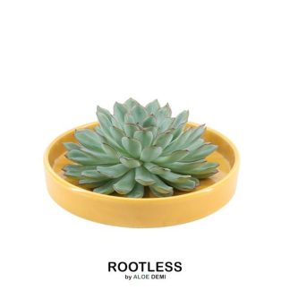 ROOTLESS Succulent Echeveria Pulidonis in bowl 'yellow' Vaso 20 cm - Altezza 5 cm