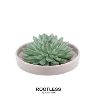 ROOTLESS Succulent Echeveria Pulidonis in bowl 'taupe' Vaso 20 cm - Altezza 5 cm
