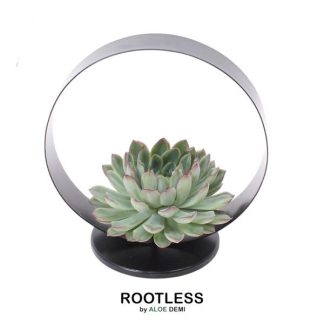 ROOTLESS Succulent Echeveria Pulidonis on Deco Tablestand Vaso 20 cm - Altezza 20 cm