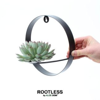 ROOTLESS Succulent Echeveria Pulidonis on Wall decoration ring black Vaso 20 cm - Altezza 20 cm