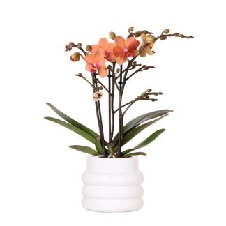 Kolibri Orchids | Orange Phalaenopsis orchid - Mineral Bolzano + Bubble pot Bianco - pot size Vaso 9cm | flowering houseplant - fresh from the grower