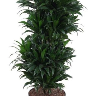 Dracaena Compacta Vertakt P27 - Vaso 27cm - Altezza 100cm