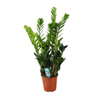 Zamioculcas 21cm - Vaso 21cm - Altezza 75cm