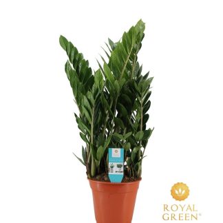 Zamioculcas 21cm - Vaso 21cm - Altezza 75cm