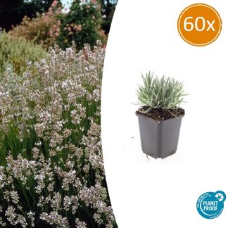 60x Lavandula int. 'Edelweiss' - Altezza 10-25cm - Vaso 9cm