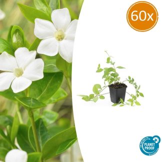 60x Vinca major 'Alba' - Altezza 10-25cm - Vaso 9cm