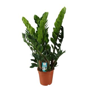 Zamioculcas Zamiifolia - Vaso 21cm - Altezza 80cm