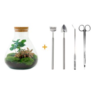 DIY terrarium - Sammie Coffea - Altezza  26 cm - Normal