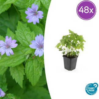 48x Geranium nodosum - Altezza 10-25cm - Vaso 9cm