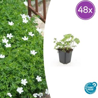 48x Geranium sang. 'Album' - Altezza 10-25cm - Vaso 9cm