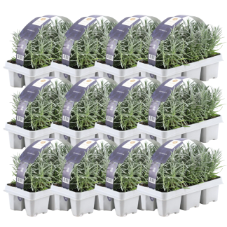 Cactus en vetplanten mix 5.5 cm | 15 pieces