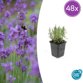 48x Lavandula ang. 'Munstead' - Altezza 10-25cm - Vaso 9cm