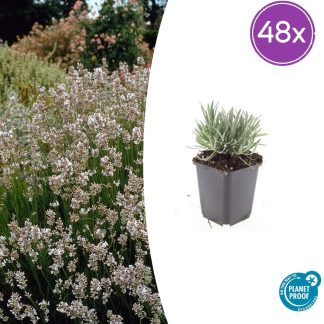 48x Lavandula int. 'Edelweiss' - Altezza 10-25cm - Vaso 9cm