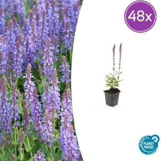 48x Salvia nem. 'Caradonna' - Altezza 10-25cm - Vaso 9cm