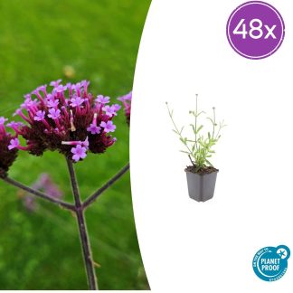 48x Verbena bon. 'Lollipop' - Altezza 10-25cm - Vaso 9cm