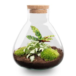 DIY terrarium - Sammie - Altezza  26 cm - No tools