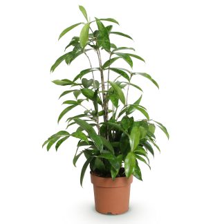 Green boutiQ - Houseplants - Dracaena surculosa - Dragon Blood Tree - Low maintenance - Green - 1 Plant - Pot 17cm - Height 60-70cm