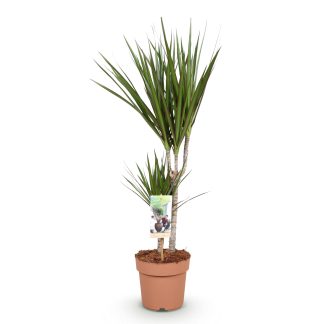 Green boutiQ - Houseplants - Dracaena Marginata - Dragon Blood Tree - Low Maintenance - Green - 1 Plant - Pot 17cm - Height 70-80cm