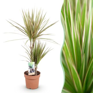 Houseplants - Dracaena Marginata Bicolor - Dragon Blood Tree - Low maintenance - Green - brown - 1 Plant - Pot 17cm - Height 70-75cm